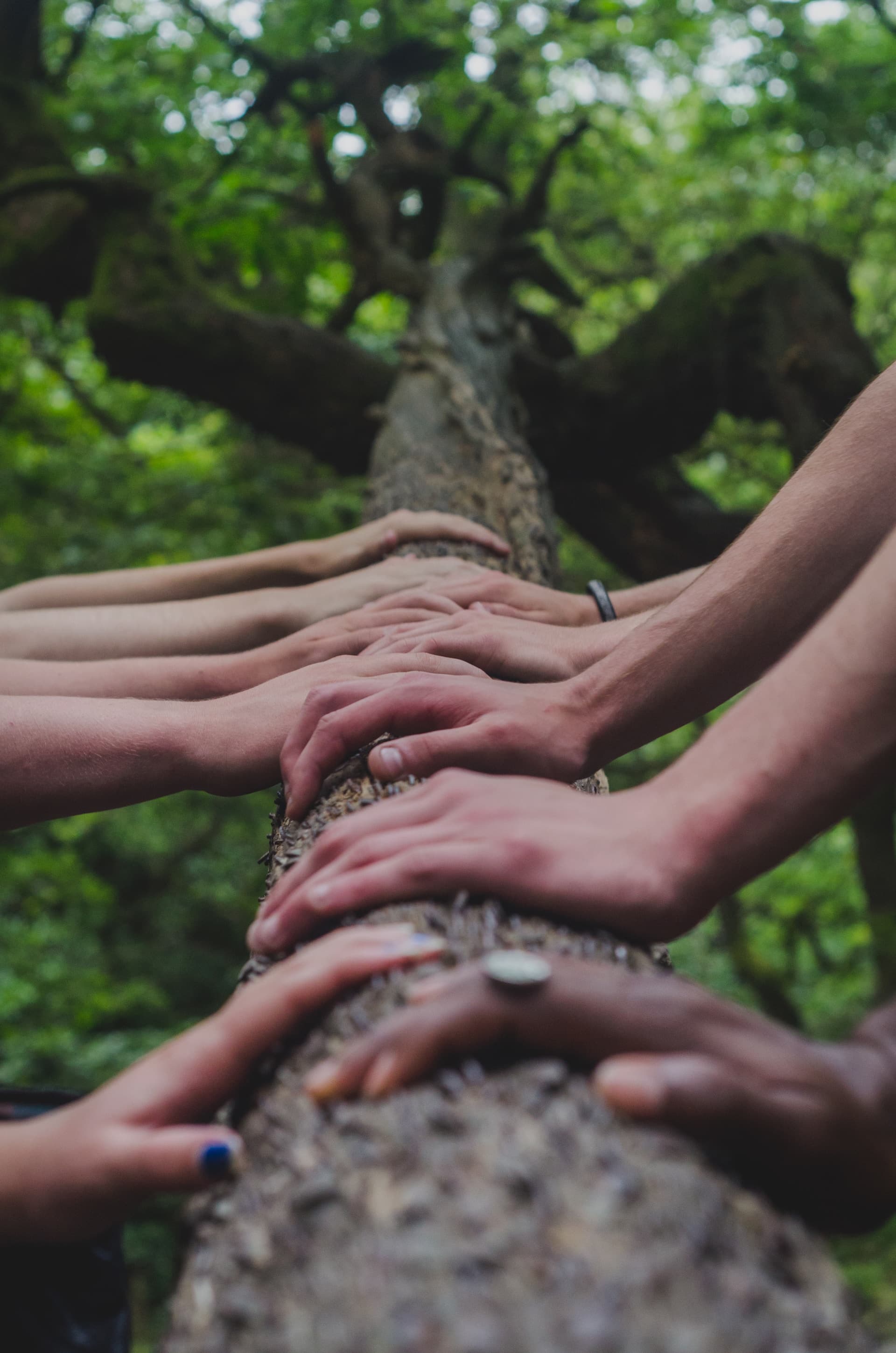 /images/hands-on-tree.jpg